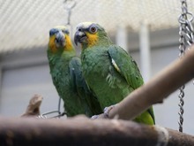 CHARLY, Vogel, Venezuele Amazone in Hamburg - Bild 3