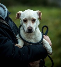 JEREMY, Hund, Mischlingshund in Ungarn - Bild 11