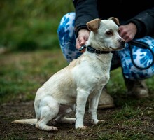 JEREMY, Hund, Mischlingshund in Ungarn - Bild 2