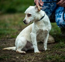 JEREMY, Hund, Mischlingshund in Ungarn - Bild 4