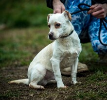 JEREMY, Hund, Mischlingshund in Ungarn - Bild 5