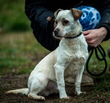 JEREMY, Hund, Mischlingshund in Ungarn - Bild 6