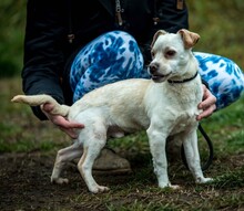 JEREMY, Hund, Mischlingshund in Ungarn - Bild 7