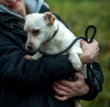 JEREMY, Hund, Mischlingshund in Ungarn - Bild 8