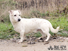 STANLEY, Hund, Terrier-Mix in Slowakische Republik - Bild 3