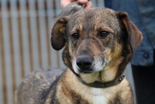 FRISCO, Hund, Mischlingshund in Rumänien - Bild 1