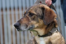 FRISCO, Hund, Mischlingshund in Rumänien - Bild 2