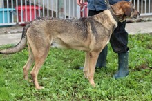 FRISCO, Hund, Mischlingshund in Rumänien - Bild 3
