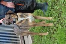 FRISCO, Hund, Mischlingshund in Rumänien - Bild 4