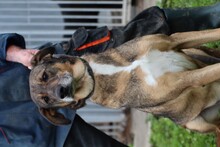 FRISCO, Hund, Mischlingshund in Rumänien - Bild 5