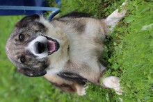 ARDEN, Hund, Mischlingshund in Rumänien - Bild 1