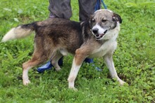 ARDEN, Hund, Mischlingshund in Rumänien - Bild 2