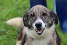 ARDEN, Hund, Mischlingshund in Rumänien - Bild 3