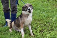 ARDEN, Hund, Mischlingshund in Rumänien - Bild 5