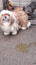 KOCI, Hund, Mischlingshund in Ungarn - Bild 1