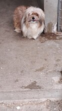 KOCI, Hund, Mischlingshund in Ungarn - Bild 3