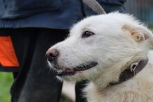 FLOKI, Hund, Schnauzer-Hütehund-Mix in Rumänien - Bild 2