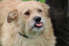 EMEL, Hund, Schnauzer-Mix in Rumänien - Bild 1