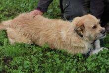 EMEL, Hund, Schnauzer-Mix in Rumänien - Bild 2