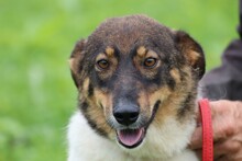 JOJOLA, Hund, Mischlingshund in Rumänien - Bild 1