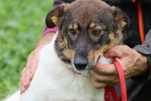 JOJOLA, Hund, Mischlingshund in Rumänien - Bild 2