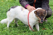 JOJOLA, Hund, Mischlingshund in Rumänien - Bild 3