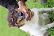 JOJOLA, Hund, Mischlingshund in Rumänien - Bild 5