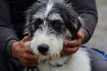 NAMI, Hund, Bearded Collie-Mix in Rumänien - Bild 1