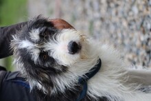 NAMI, Hund, Bearded Collie-Mix in Rumänien - Bild 3