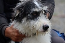 NAMI, Hund, Bearded Collie-Mix in Rumänien - Bild 5