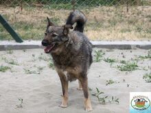 CHERRY, Hund, Mischlingshund in Ungarn - Bild 2