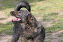 CHERRY, Hund, Mischlingshund in Ungarn - Bild 3