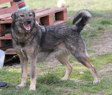 CHERRY, Hund, Mischlingshund in Ungarn - Bild 4
