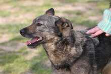 CHERRY, Hund, Mischlingshund in Ungarn - Bild 5
