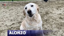 ALONZO, Hund, Mischlingshund in Ungarn - Bild 1