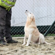 ALONZO, Hund, Mischlingshund in Ungarn - Bild 2