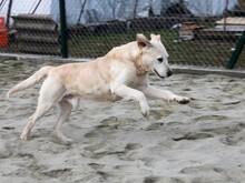 ALONZO, Hund, Mischlingshund in Ungarn - Bild 3