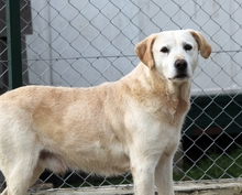ALONZO, Hund, Mischlingshund in Ungarn - Bild 5