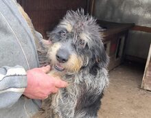 ZACK, Hund, Griffon Korthals in Rumänien - Bild 10