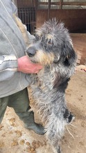 ZACK, Hund, Griffon Korthals in Rumänien - Bild 8