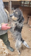 ZACK, Hund, Griffon Korthals in Rumänien - Bild 9