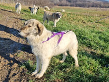 JONATHAN, Hund, Mischlingshund in Rumänien - Bild 3