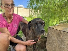 MOBY, Hund, Cane Corso-Mix in Italien - Bild 1