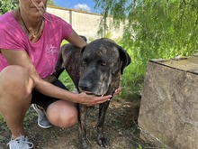 MOBY, Hund, Cane Corso-Mix in Italien - Bild 2