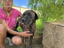 MOBY, Hund, Cane Corso-Mix in Italien - Bild 3