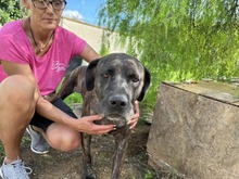 MOBY, Hund, Cane Corso-Mix in Italien - Bild 4