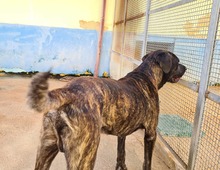 MOBY, Hund, Cane Corso-Mix in Italien - Bild 6