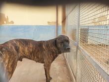 MOBY, Hund, Cane Corso-Mix in Italien - Bild 7