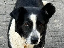 DEBBY, Hund, Mischlingshund in Rumänien - Bild 1