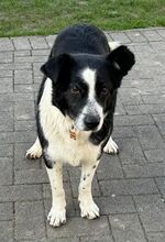 DEBBY, Hund, Mischlingshund in Rumänien - Bild 4